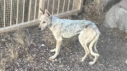 chien errant