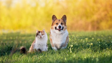 chien et chat