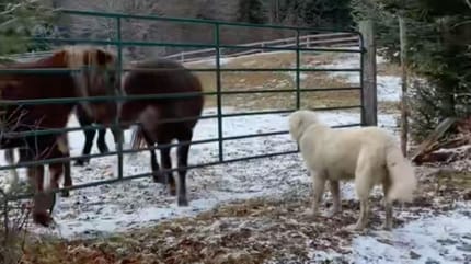 Chien et chevaux