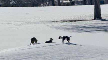 Chien et coyotes