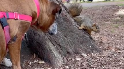 Dog and squirrel