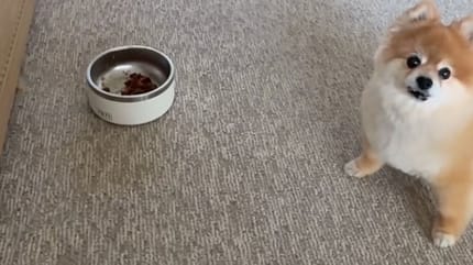 Dog and food bowl