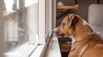 chien fenêtre