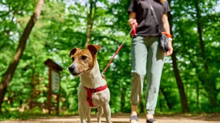 chien forêt
