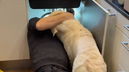 Perro golden retriever ayudando
