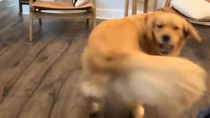 Chien Golden Retriever