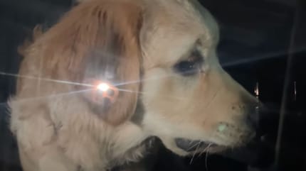 Golden retriever encerrado en coche