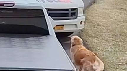 cane Golden Retriever