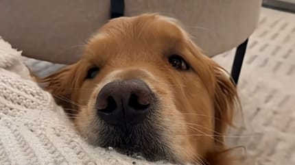 Perro golden retriever