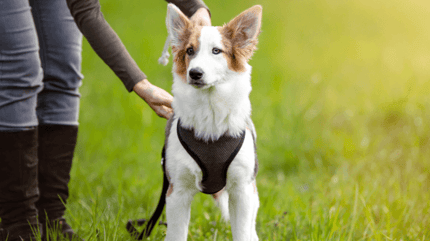 Chien harnais