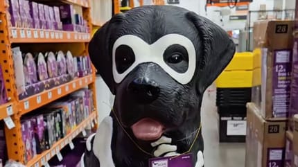 labrador dog halloween