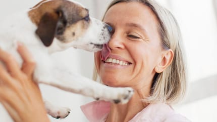 chien léchage