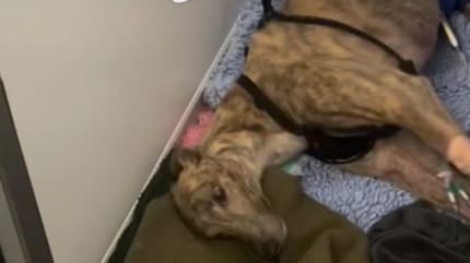Sick dog