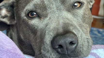 Sick Pitbull dog