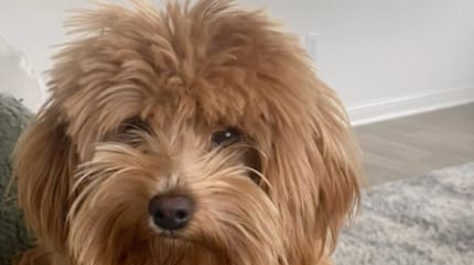Chien Maltipoo