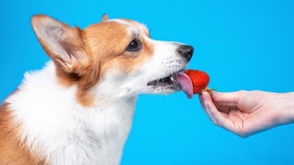 Hond die een aardbei eet