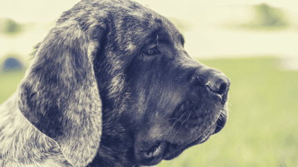 Portrait d'un chien Mastiff de profil