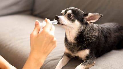 chien qui prend des médicaments