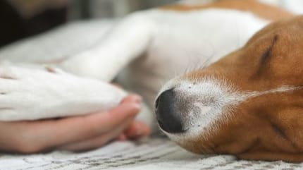chien patte