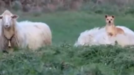 chien mouton