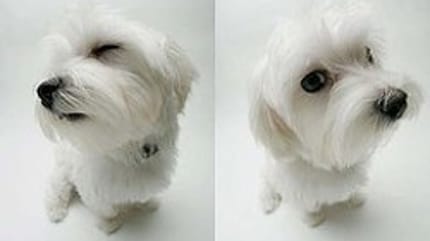 chien blanc nom