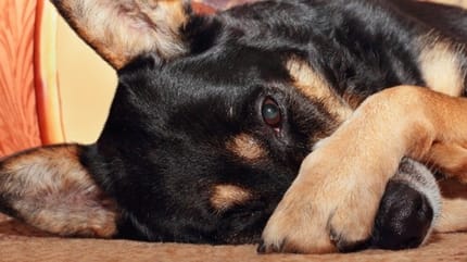 chien qui se recouvre le nez