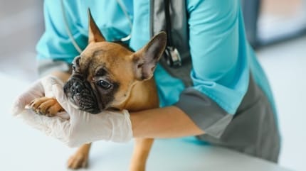 chien mal à la patte