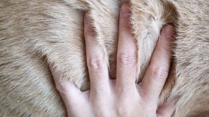 main qui caresse pelage du chien