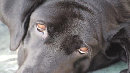 chien noir allongé