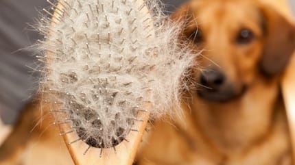 mon chien perd ses poils