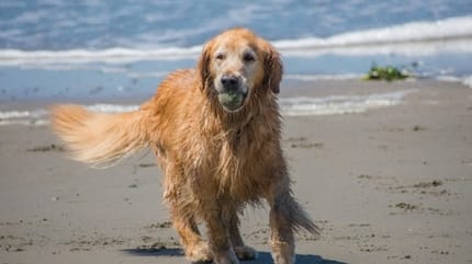 chien qui joue sur la plage