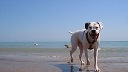 chien vacances plage