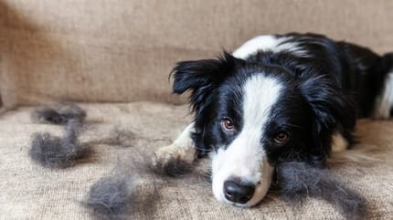 Chien couché sur le canapé