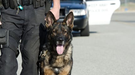Police dog