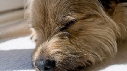 Le chien du web est mort