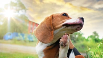 chien qui se gratte