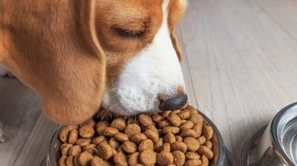 chien en train de manger des croquettes
