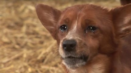 chien qui pleure
