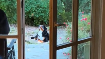 Chien qui regarde le ciel