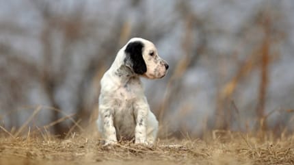 chien setter