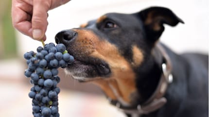 raisin toxique chien