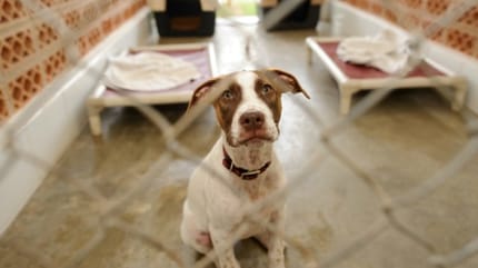 adopter un chien un chat dans un refuge spa