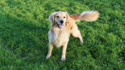 chien qui remue queue