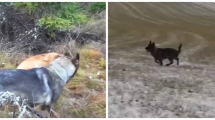 Un chien. et un renard