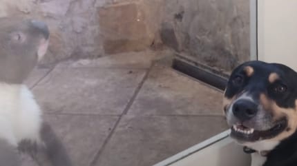 Chien rencontre un koala