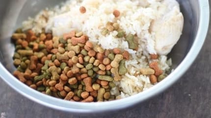du riz dans une gamelle pour chien