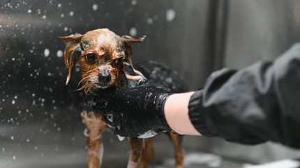Hond in een trimsalon