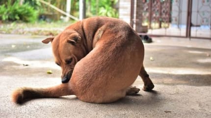 cane che si gratta