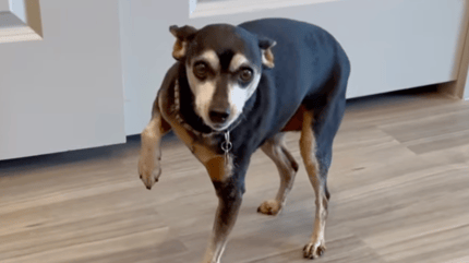 Hund simuliert