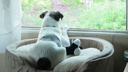 chien solitude